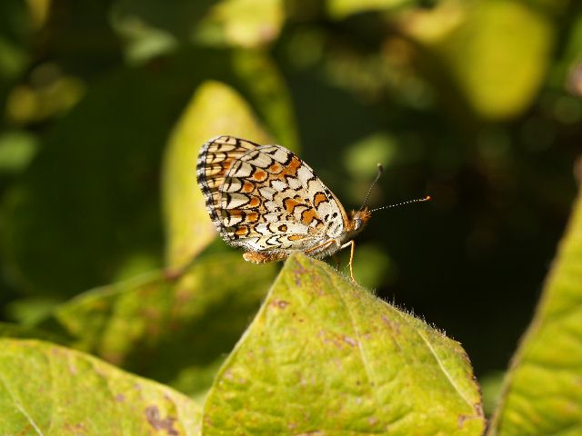 Melitaea phoebe